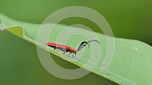 Grasshopper on green leaf in tropical rain forest.