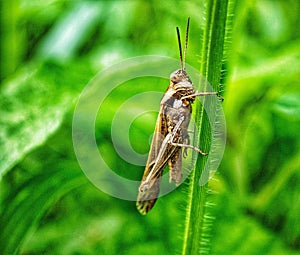 Grasshopper on a green plant stem in a field of grass