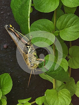 Grasshopper gripping leaf on planter