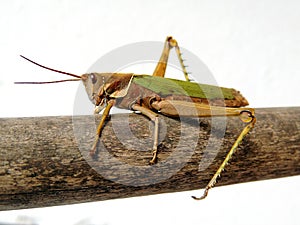 Grasshopper