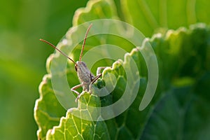 Grasshopper on guard