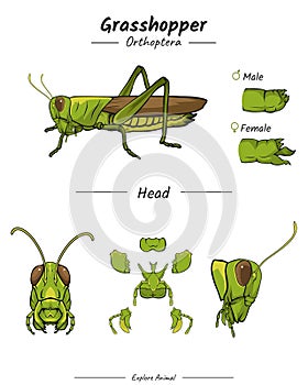 Grasshopper Head Anatomy Template