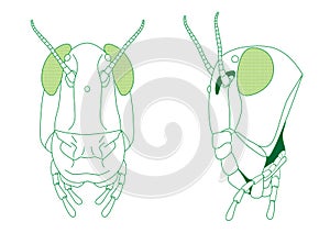 Grasshopper Head diagram