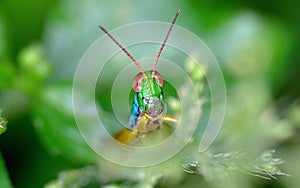 Grasshopper head emerged