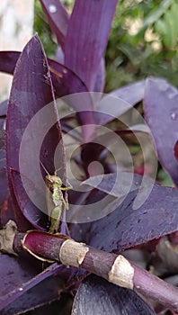 grasshopper herbivorous animal grasshoppers like to eat leaves