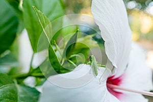 Grasshopper on the hibiscus flower in the garden