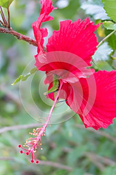 Grasshopper on Hibiscus flower