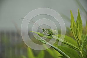 Grasshopper hide in grass. Fauna, flora, animals, macro, insects, large, predator, wallpaper, texture, background