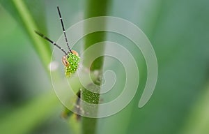 Grasshopper hide at green leaf
