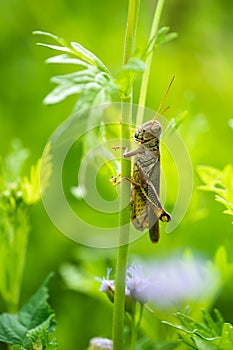 Grasshopper holding to a flower stem
