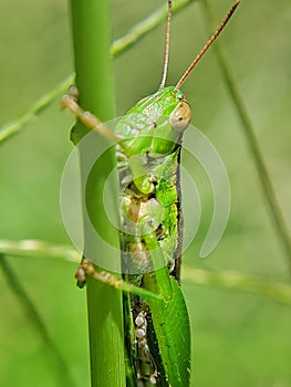 The grasshopper holds the stem of the plant