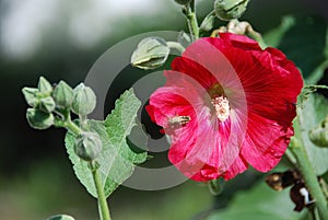 Grasshopper on hollyhock