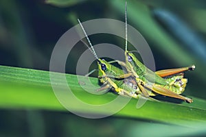 Grasshopper hybridize on a green leaf