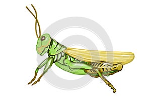 Grasshopper Illustration