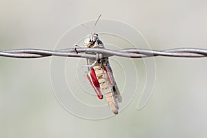 Grasshopper Impaled on Barbed Wire by Loggerhead Shrike in Rural