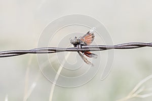 Grasshopper Impaled on Barbed Wire by Loggerhead Shrike in Rural
