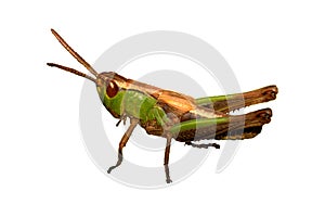 Grasshopper insect