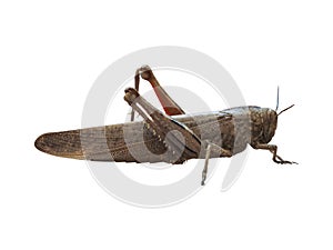 grasshopper insect animal isolated over white