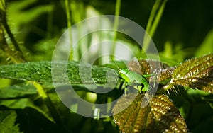 Grasshopper insect animal in the grass in nature.