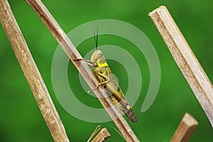 Grasshopper - Insect - Belalang