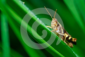 Grasshopper,Insect,bug .