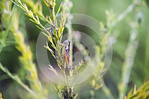 Grasshopper, an insect in the Genus Melanoplus