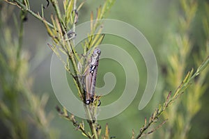 Grasshopper, an insect in the Genus Melanoplus