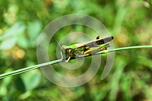 Grasshopper insect on grass in garden outdoor, park green background cricket animal macro close up