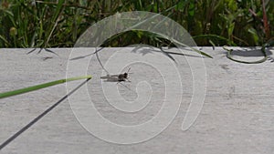 Grasshopper insect jumping slow motion