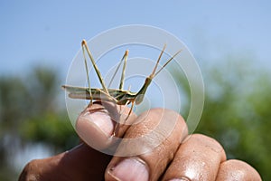 Grasshopper insect on man hand in garden outdoor, park green background cricket animal macro close up