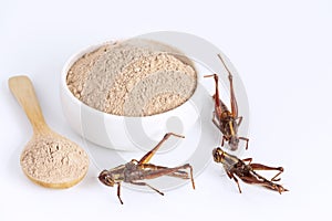 Grasshopper insect powder. Orthoptera flour for Insects eating as food edible items made of cooked insect meat in bowl and spoon