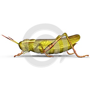 Grasshopper