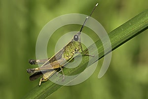 Grasshopper
