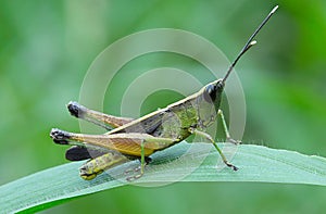 Grasshopper