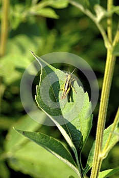 Grasshopper Instar   602065 photo