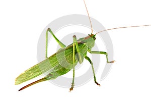 Grasshopper isolated