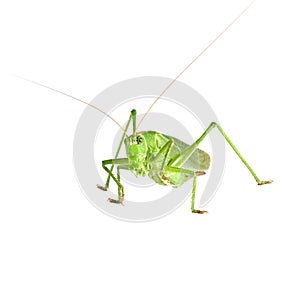 Grasshopper isolated