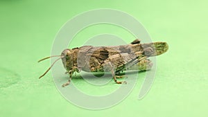 Grasshopper isolated on green background. Entomology, insects, insect. Bugs, bug