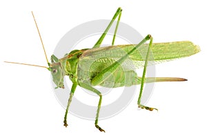 Grasshopper isolated - Tettigonia viridissima