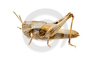 Grasshopper isolated on white