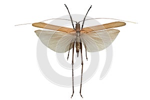 Grasshopper isolated on a white