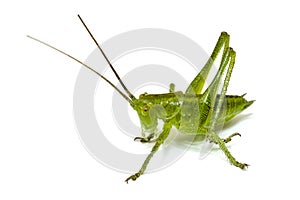 Grasshopper isolated on white