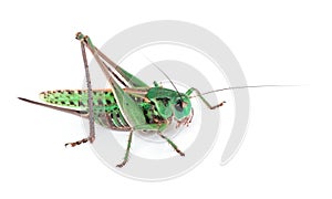 Grasshopper isolated on white