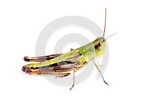 Grasshopper isolated on white