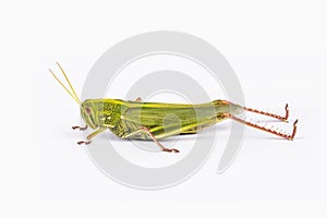 grasshopper isolated on white