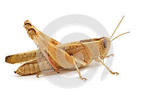 Grasshopper isolated on white