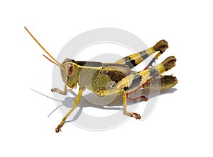 Grasshopper isolated on white background