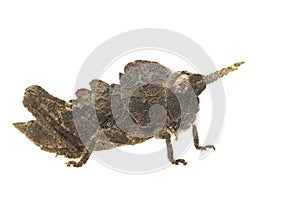 Grasshopper isolated on white background