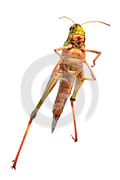 Grasshopper isolated white background