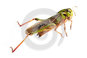 Grasshopper isolated white background